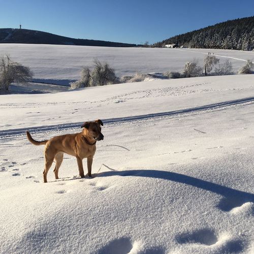 Hundehaftpflichtversicherung